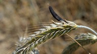 Roggenähre mit ausgewachsenem, infiziertem Korn (Mutterkorn)