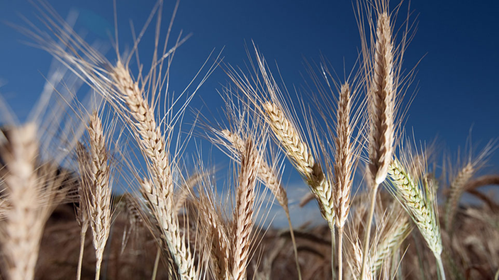 Triticale Ähren auf dem Feld.