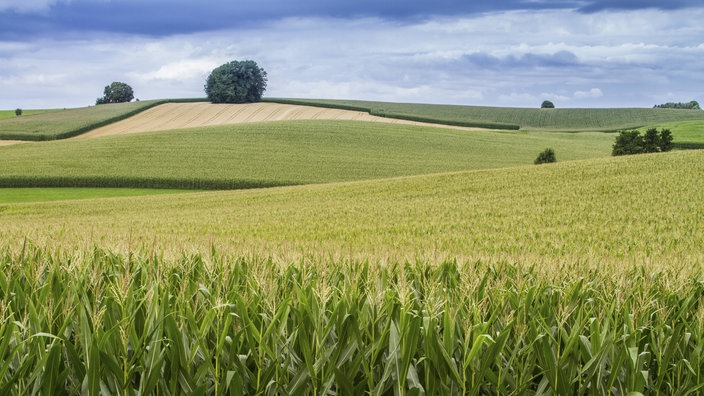 Maismonokulturen in hügeliger Landschaft