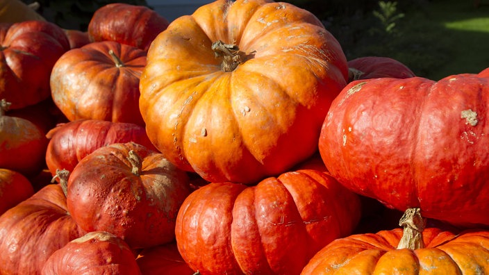 Unterschiedlich große, orange-rote Kürbisse auf einem Haufen.