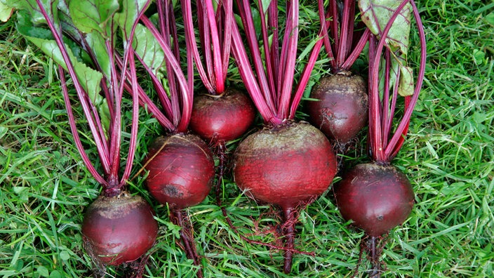 Rote Beete, teilweise noch mit den Blättern versehen liegt auf einem Tisch in einem geflochtenem Korb.