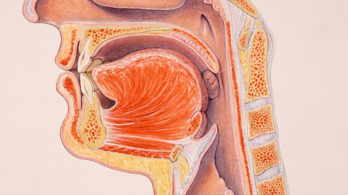 Der Sprechapparat des Menschen.