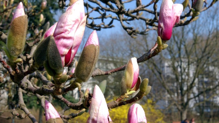 In einem Park sind noch geschlossene Blüten zu sehen.