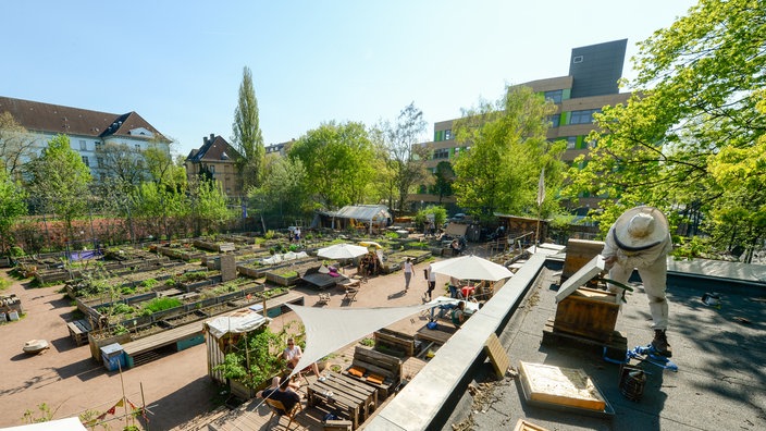 Garten in Berlin mit vielen Beeten, auf dem Dach im Vordergrund steht ein Imker, im Hintergrund Häuser