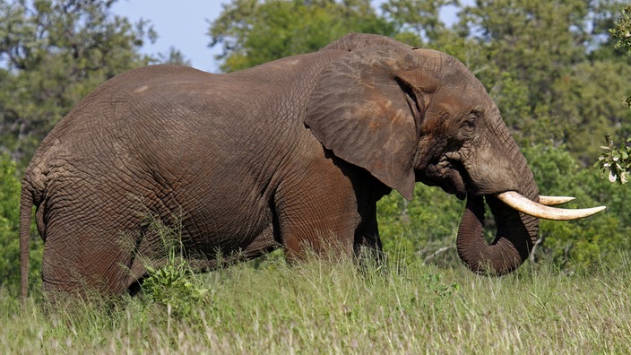 Ein Elefant steht im hohen Gras. 