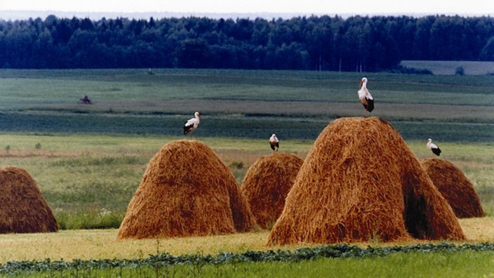 Weißstörche auf großen Strohballen.