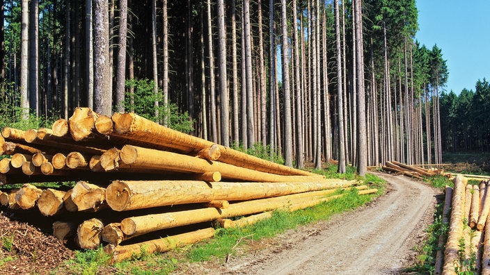 Ein Fichtenwald an einem Waldweg. Vor den Fichten liegen geschlagene Baumstämme.