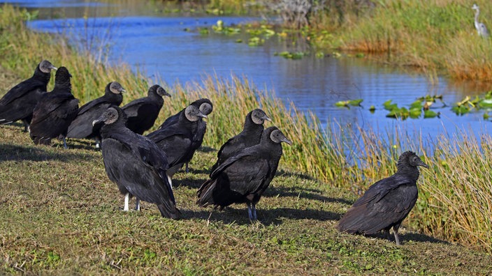 Ein Trupp Rabengeier (oder Raben-Geier) (Coragyps atratus) sitzt am Boden im Everglades Nationalpark, Florida, USA.