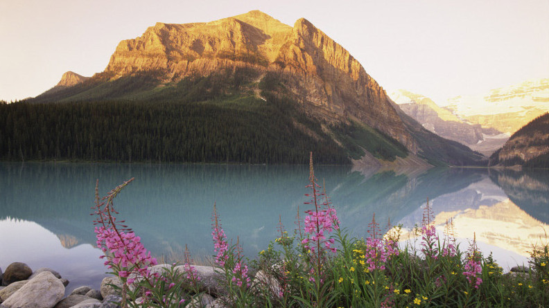 Der Lake Louise im Banff National Park, im Hintergrund der schneebedeckte Fairway Mountain, im Vordergrund violette Wildblumen.