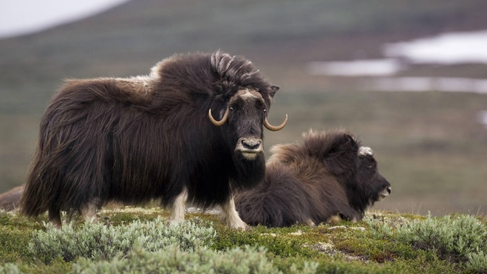 Moschusochsen-Kuh (Ovibos moschatus) mit halbwüchsigem Kalb.