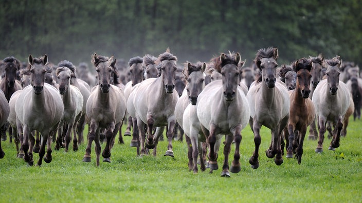 Das Bild zeigt eine Gruppe von acht Wildpferden, die auf den Betrachter zu galoppieren.