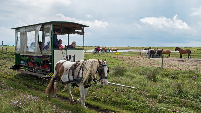 Pferdefuhrwerk auf Spiekeroog