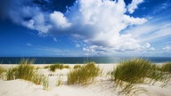 Strandhafer auf Sylt.