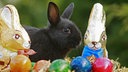 Schokohasen und echter Hase im bunten Osternest