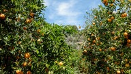 Orangen wachsen auf einer Plantage nahe Soller, Mallorca