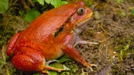 Roter dicklicher Frosch sitzt recht aufrecht auf dem erdigen Boden.