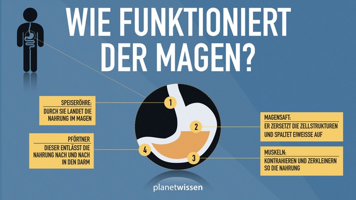 Wie funktioniert der Magen? (1) Speiseröhre: Durch sie landet die Nahrung im Magen. (2) Magensaft: Er zersetzt die Zellstrukturen und spaltet Eiweiße auf. (3) Muskeln: Kontrahieren und zerkleinern so die Nahrung. (4) Pförtner: Dieser entlässt die Nahrung nach und nach in den Darm.