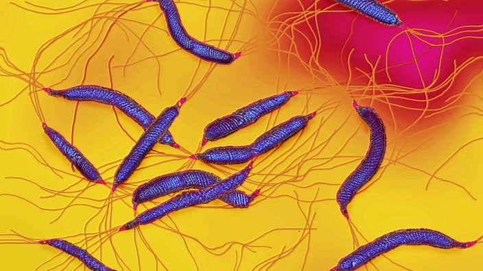 Illustration des Bakteriums Helicobacter pylori