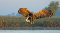 Ein  Seeadler 