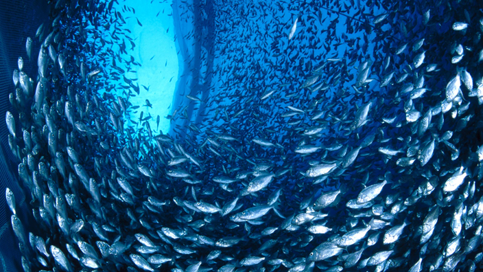 Ein Schwarm Goldbrassen von unten in einer Unterwasseraufnahme in einer Fischzucht