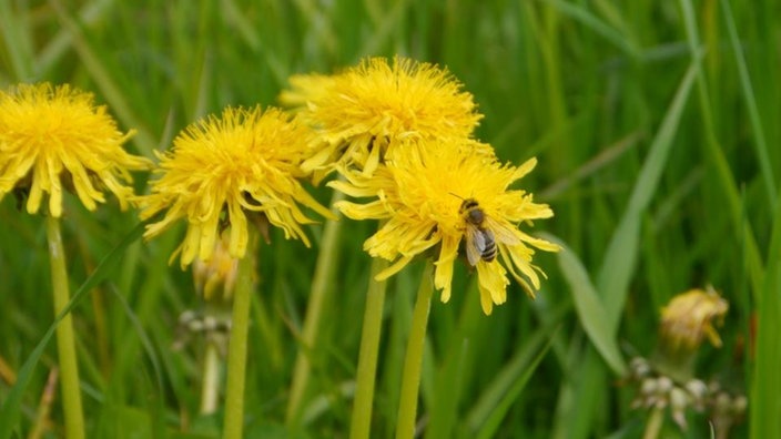 Eine Biene sammelt Nektar an einer Löwenzahnblüte.