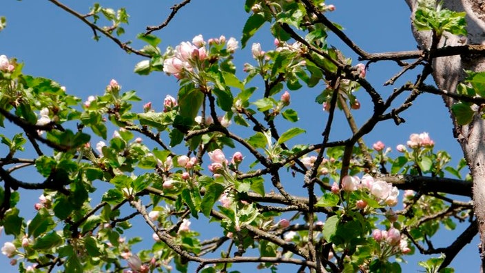 erste Apfelblüten im März