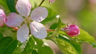 Eine offene und eine noch geschlossene Apfelblüte mit Wassertropfen.