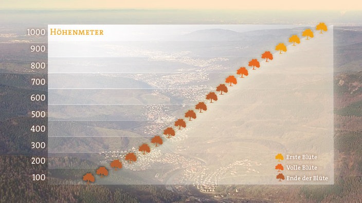 Grafik mit dem Höhenverlauf der Apfelblüte am 27.05.2016