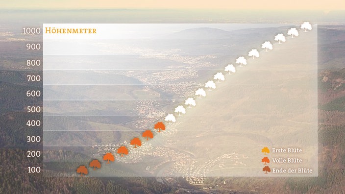 Grafik mit dem Höhenverlauf der Apfelblüte 2017 am 15. April