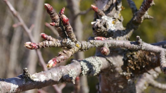 Knospen an einem Apfelbaum.