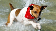 Jack Russel Terrier mit rotem Halstuch springt durch Wasser.