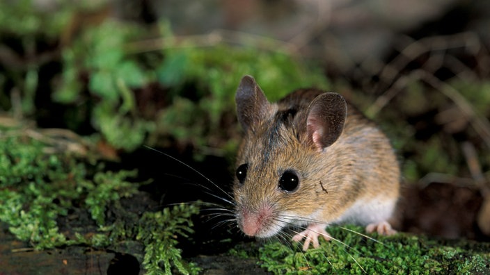 Waldmaus (Apodemus sylvaticus) auf moosigem Waldboden.