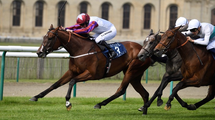 Pferde mit Jockeys beim Galopprennen, die Hälse weit vorgestreckt