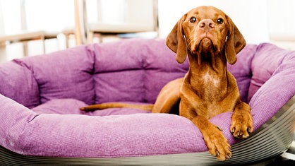 Eine hellbraune Vizsla-Hündin in einem lilafarbenen Hundekorb.