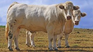 Charolais-Rinder fallen durch ihre kräftigte Statur auf.