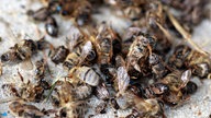 Tote Bienen liegen auf dem Boden zerstreut umher.