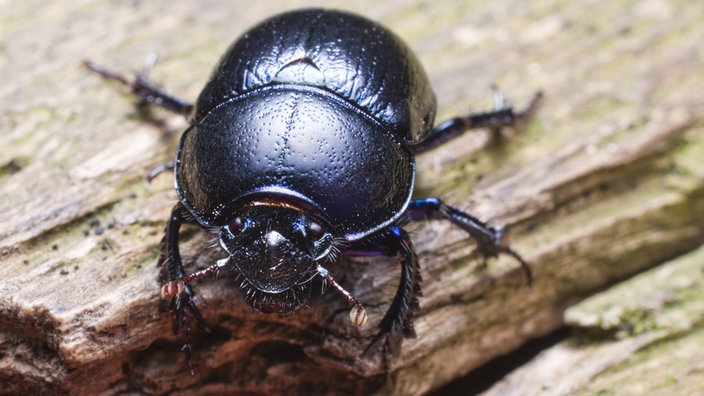 Ein Waldmistkäfer (Anoplotrupes stercorosus) sitzt auf einem Stückchen Holz.