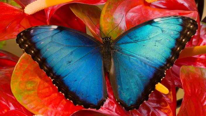 Ein blau schimmernder Schmetterling