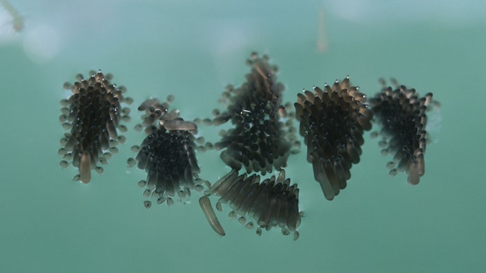 Stechmückeneier im Wasser schwimmend.