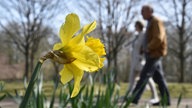 Nahaufnahme einer Osterglocke im Frühling, im Hintergrund sind verschwommen zwei Fußgänger zu sehen.