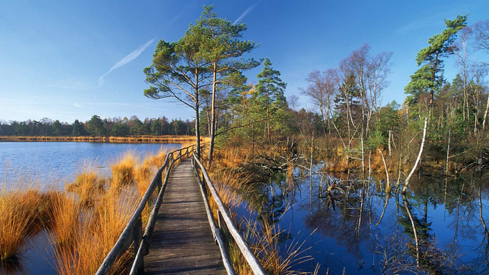 Steg führt in ein Moor.