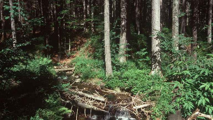 Nationalpark Bayerischer Wald mit umgestürzten Bäumen und einem Bachlauf.