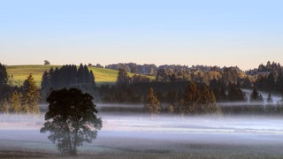 Morgennebel am Bannwaldsee. Weiße Nebelschwaden ziehen sich durch die hügelige, teilweise bewaldete Landschaft.