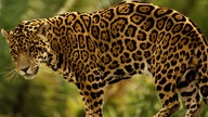 Ein Jaguar