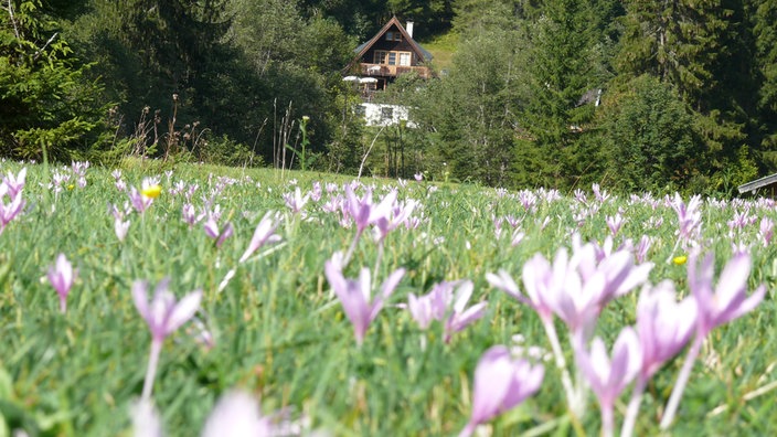 Herbstzeitlose auf eienr Bergwiese.