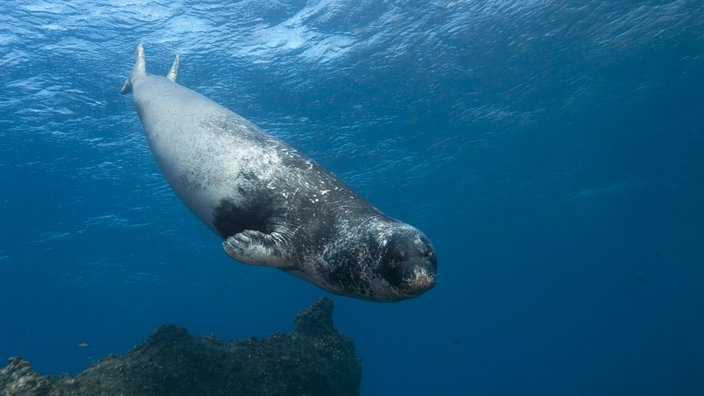 Eine Mittelmeer-Mönchsrobbe schwimmt im Wasser.