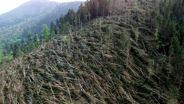 Orkan Lothar hat am 26. Dezember 1999 im Schwarzwald zahllose Baeume geknickt und entwurzelt.