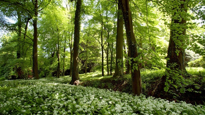 Im Schatten hoher Bäume wächst Bärlauch in einem Wald.