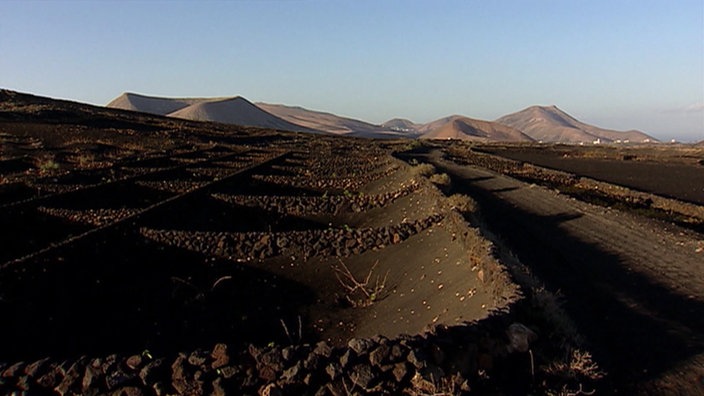 Weinanbau auf schwarzer Vulkanasche auf Lanzarote.