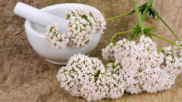 Pflanze mit vielen rosafarbenen Blüten mit Mörser